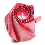 five-petals rose flower