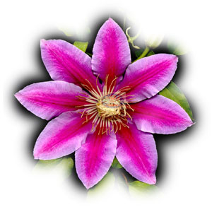 real clematis flower