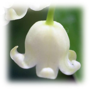 real lily of the valley